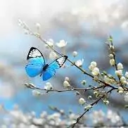 colourful butterfly dp for whatsapp